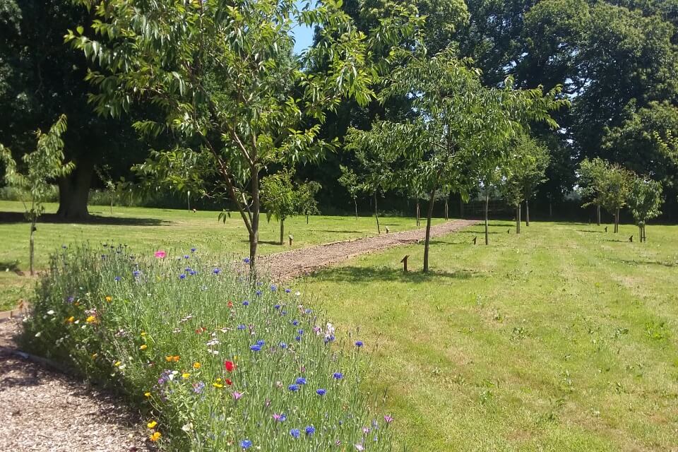 The Memorial Garden in the sunshine - there are open areas of grass, wildflower borders, and a mix of trees from saplings to mature.  